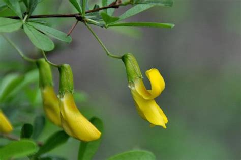 金雀花花語|金雀花的花語